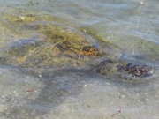 Dude, are you from Finding Nemo?                              