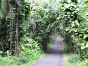 Jurassic Park on the Big Island Hawaii                               
