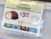 Coconuts For Sale                               