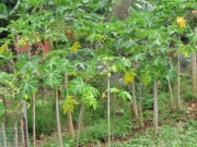 Papaya trees growing in the chicken coop                               