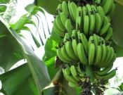 Banana tree with flower                               