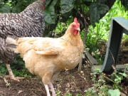 Chooks                               